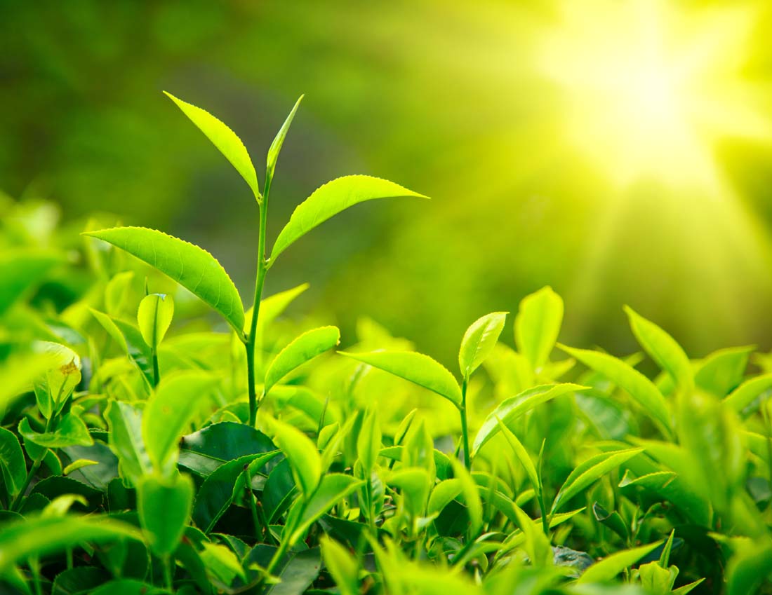 千亩茶园万里飘香~~中天肥料荣升茶叶“调香师”